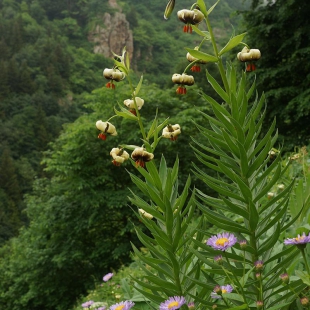 Lilium ciliatum